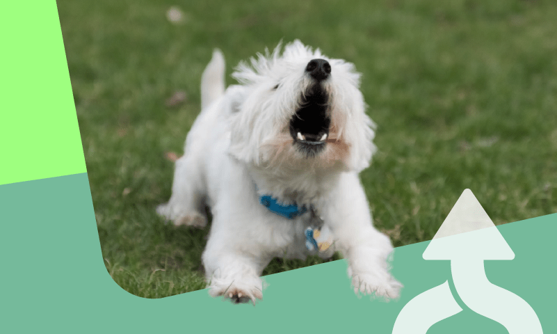 All Bark, No Bite: Why Your Mod Analysis Isn’t Winning You New Business